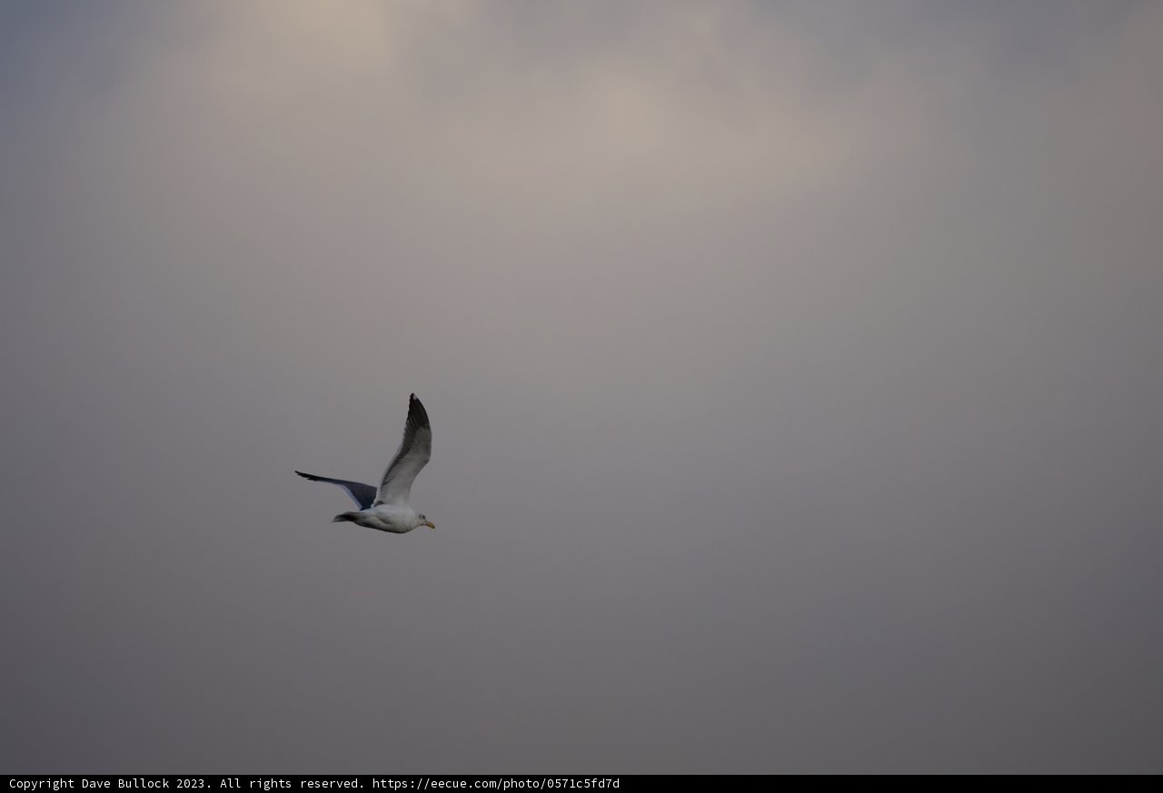 Soaring Seagull Against the Canvas of the Clouds
