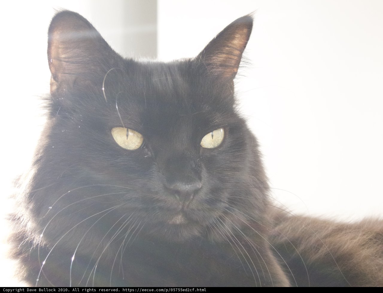 The Royal Black Cat