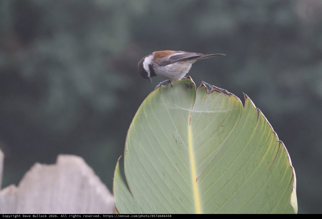 Chestnut-backed Chickadee Perched on Large Green Leaf