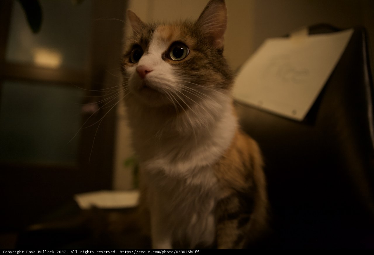 Regal Feline Observer