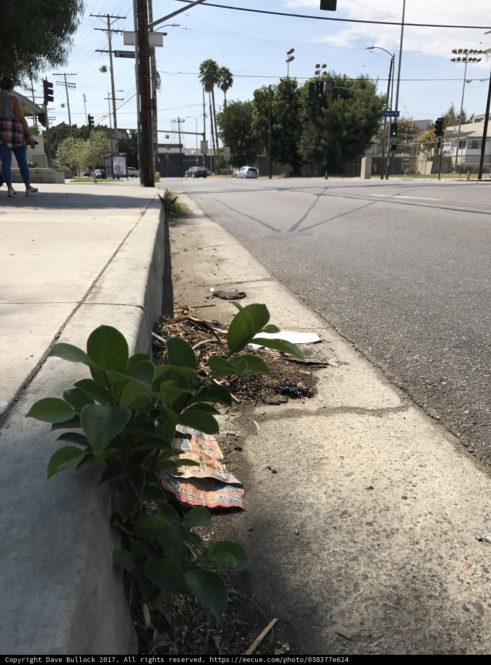 Nature finds a way