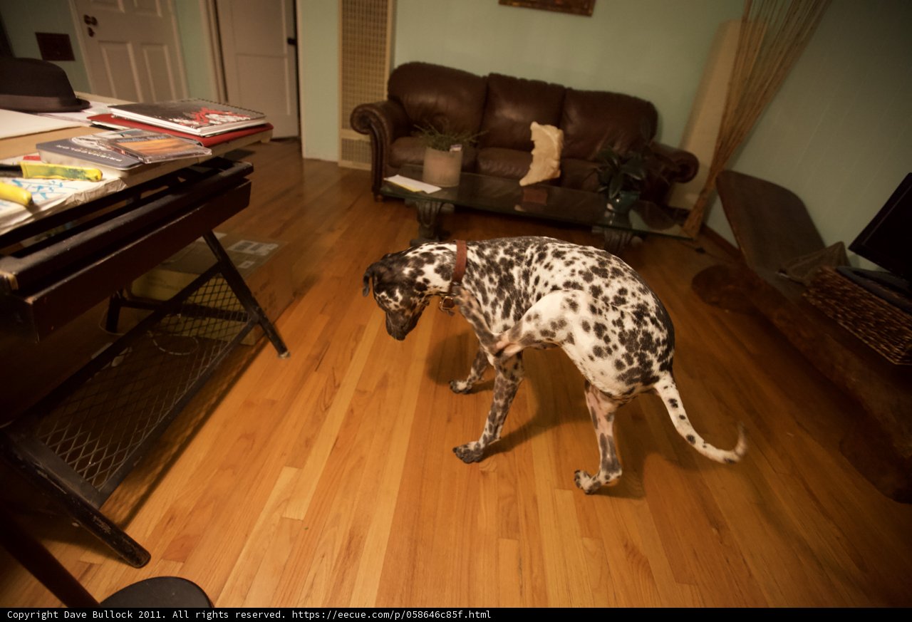 Paws on Hardwood