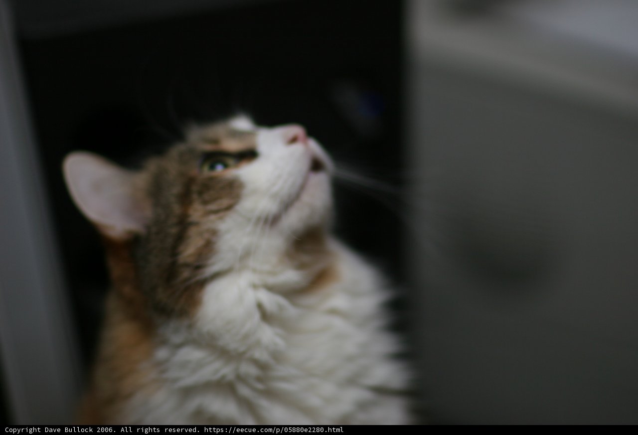 Inquisitive Abyssinian