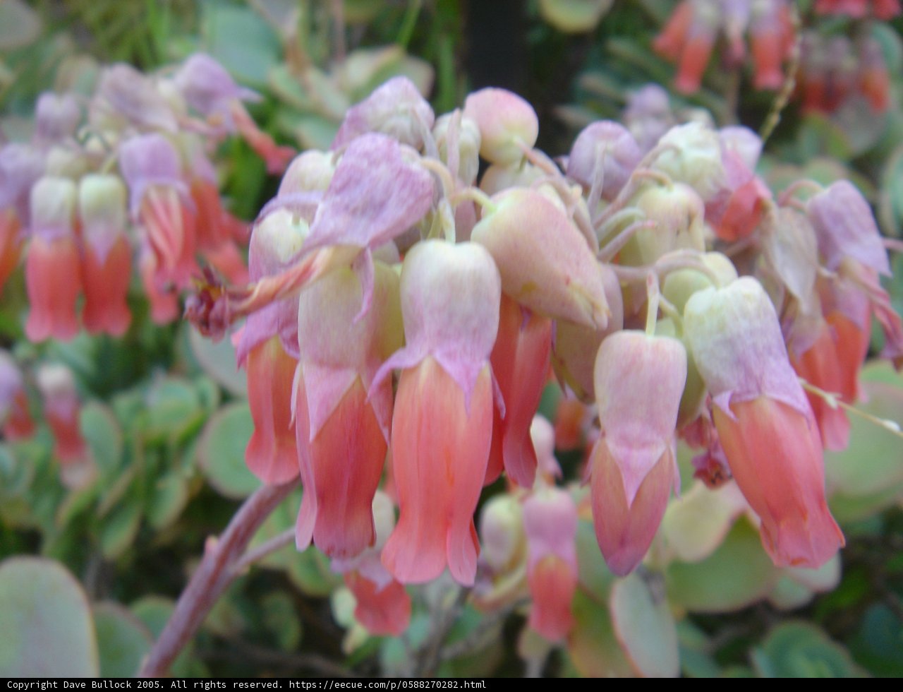Pink Snapdragon in Bloom