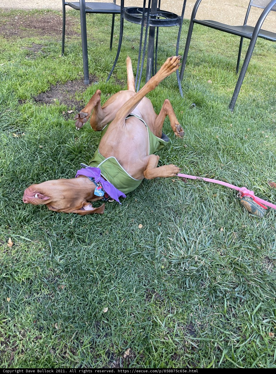 Happy Puppy in the Grass