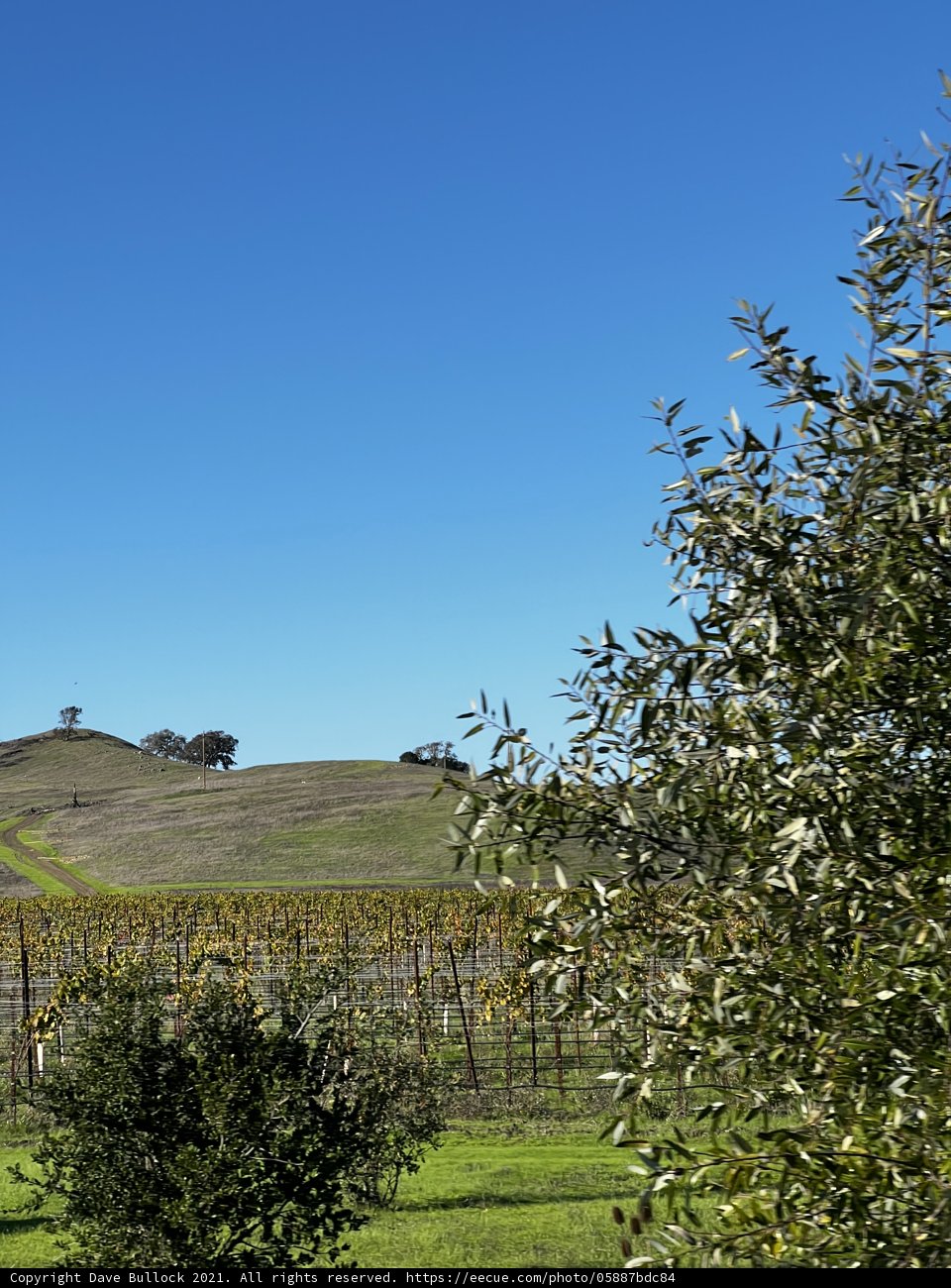 Rolling Hills of a Picturesque Vineyard