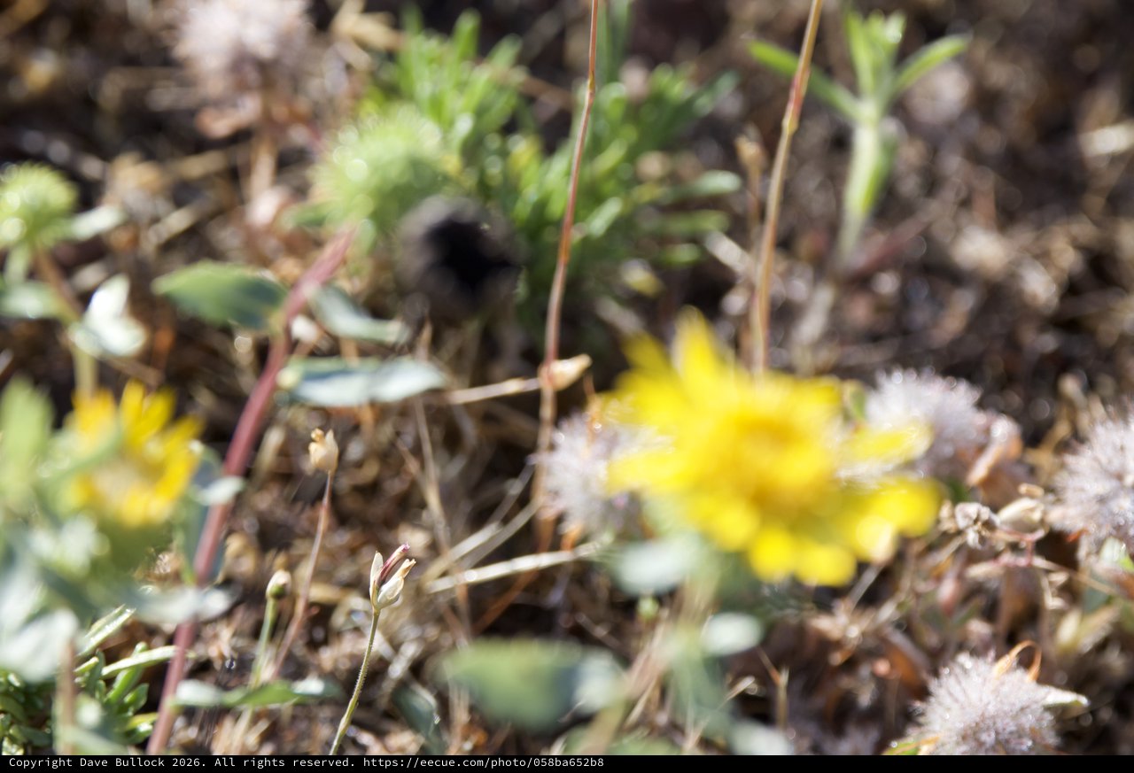 Tiny Wildflowers Blooming in Dry Chaparral Grassland