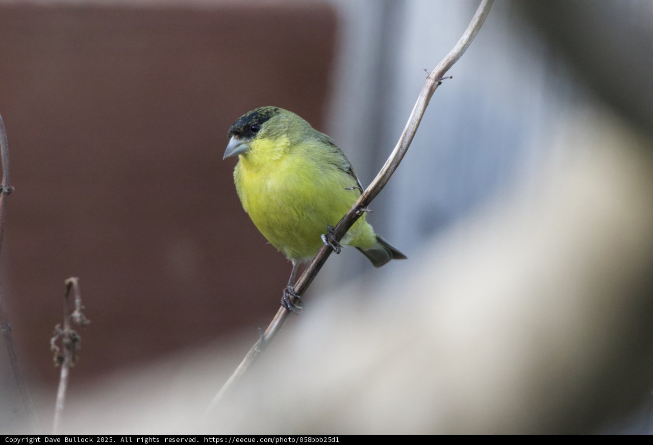 Perched Grace: A Finch Amongst the Branches