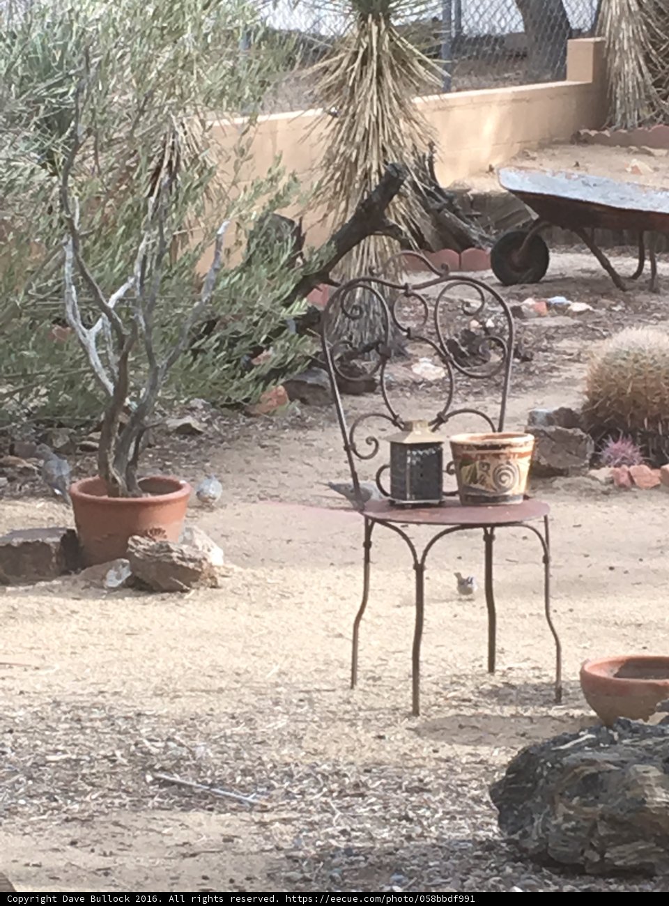 Desert Oasis
