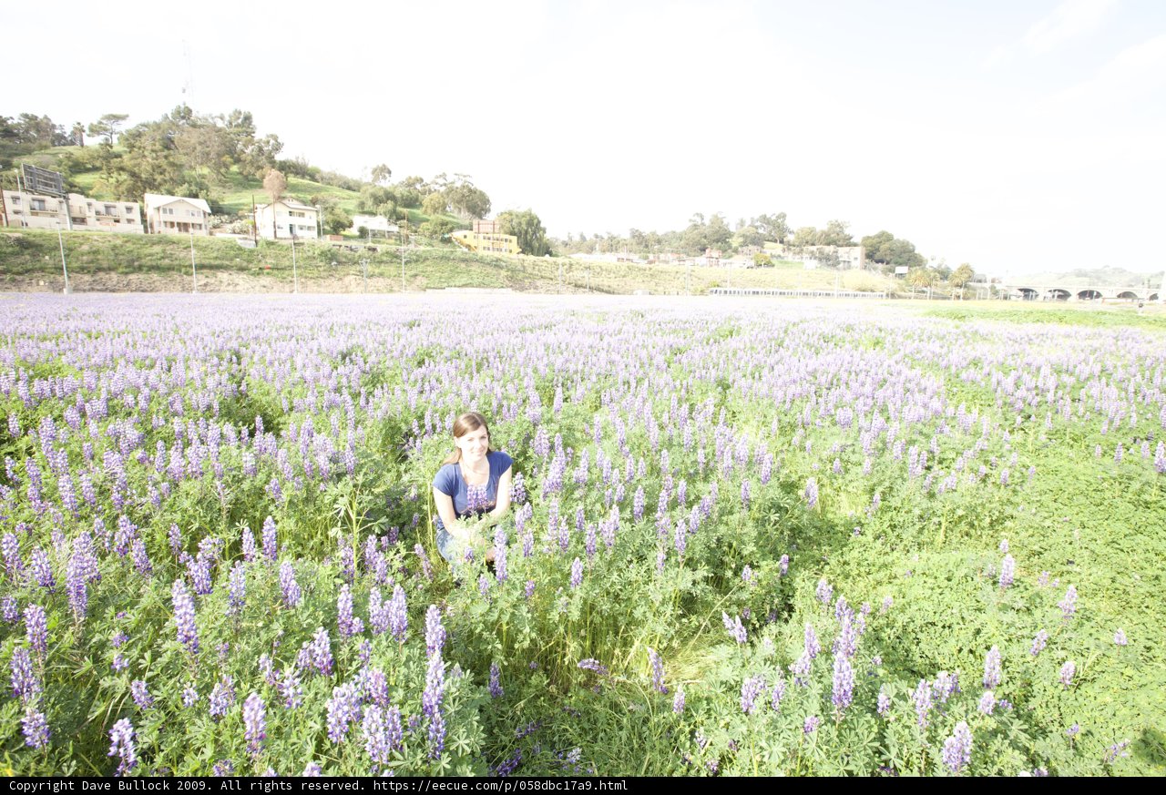 A Walk Among the Lupines