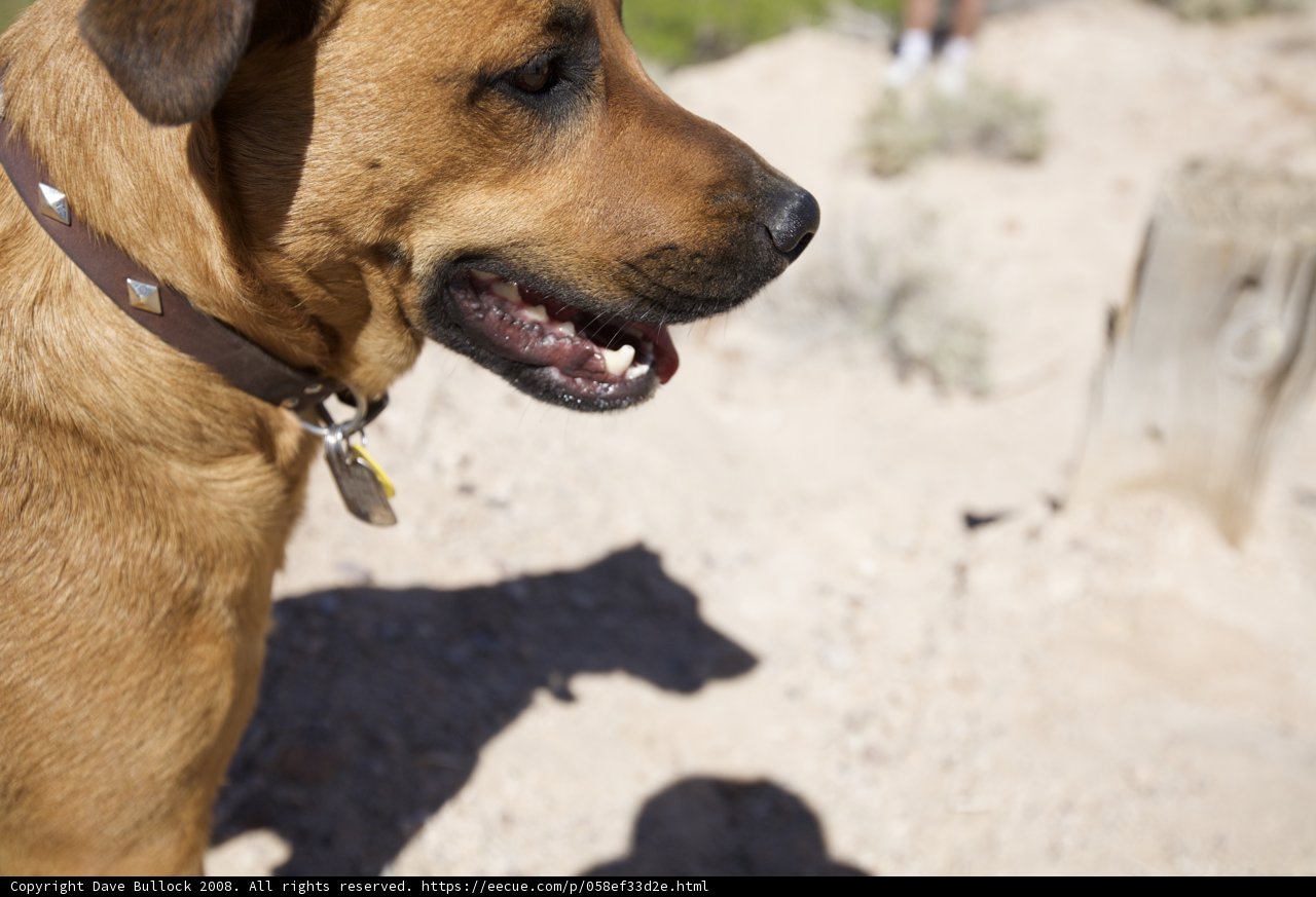 Exploring with Man's Best Friend