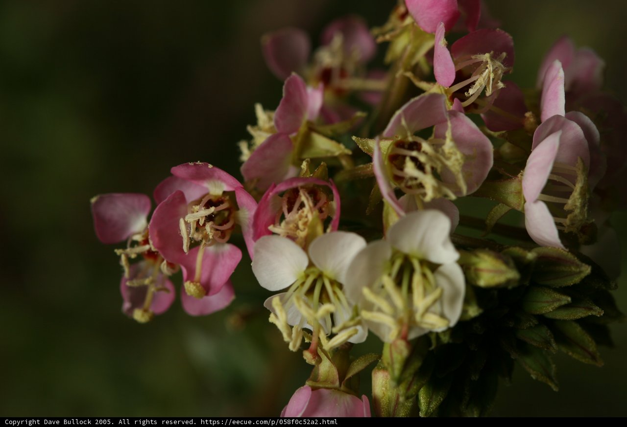 Pink and White Blossoms