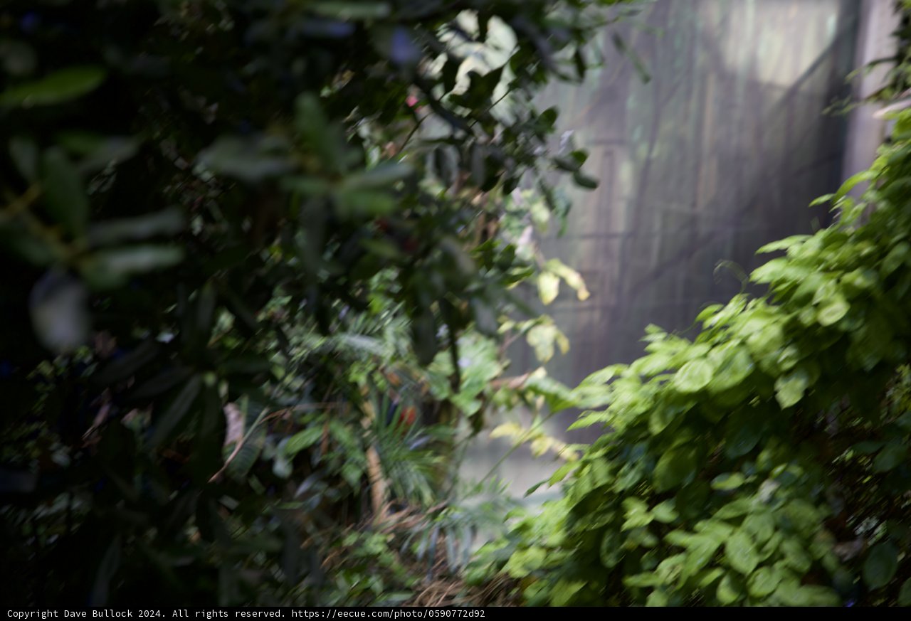 Elegance Amidst the Green: A Gentle Giant's Abode