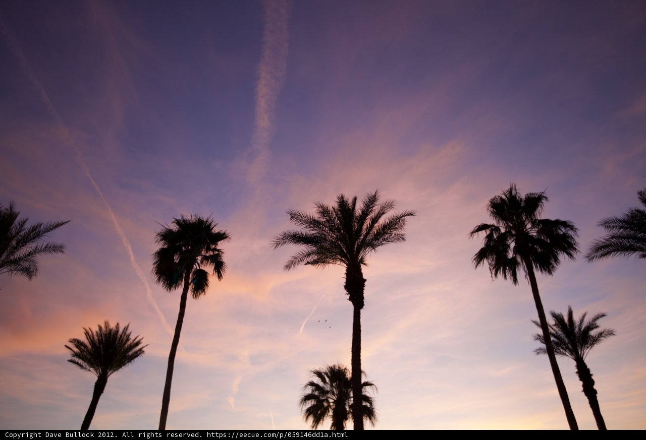 Purple Palm Tree Sunset