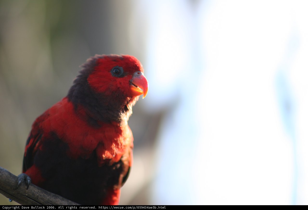 Red Bird in the Aquarium