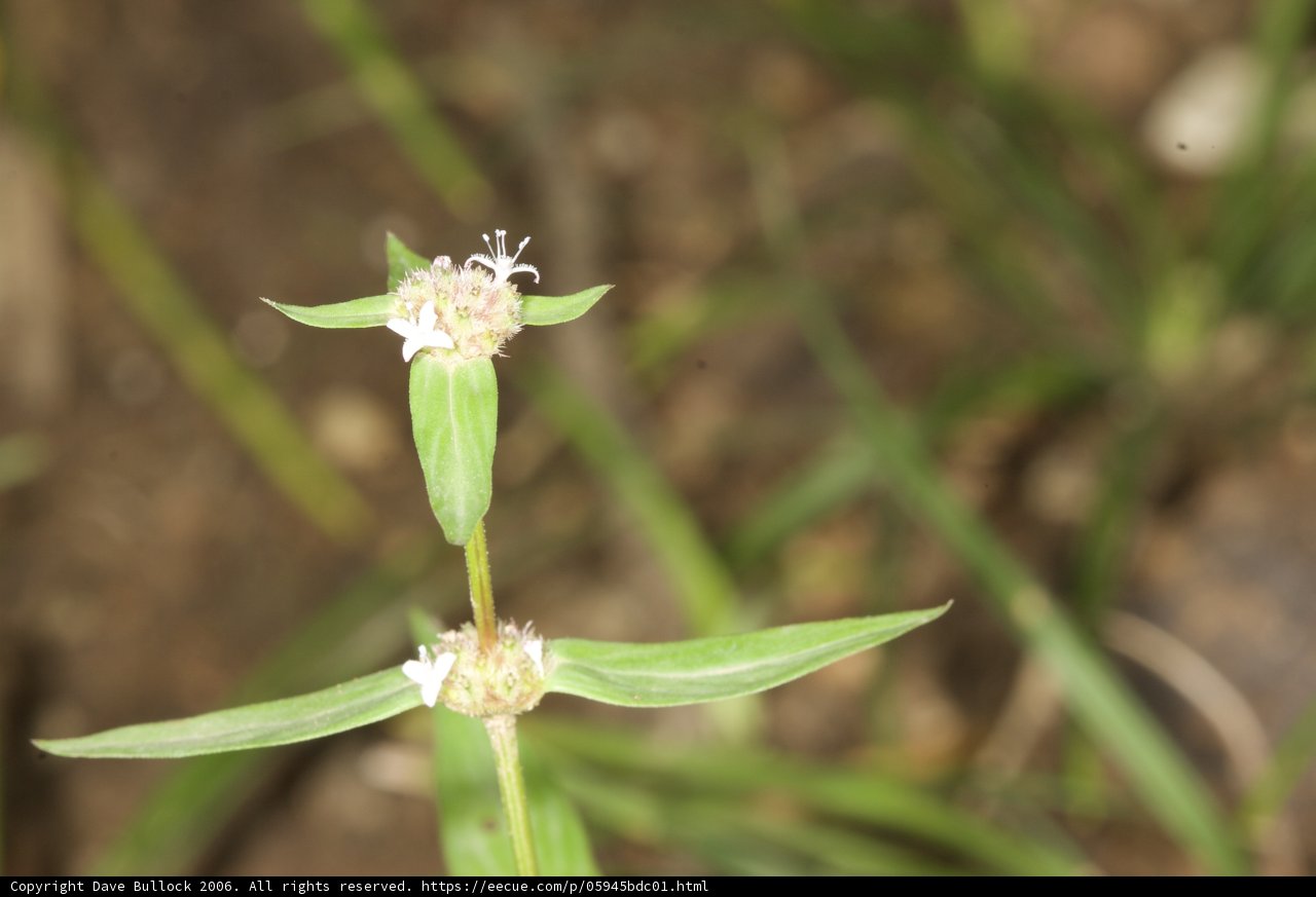 Delicate White Flower Amidst Lush Greenery