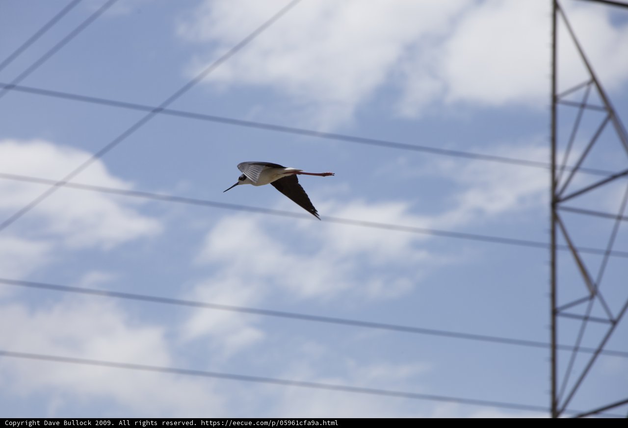 Soaring Above the Skyline