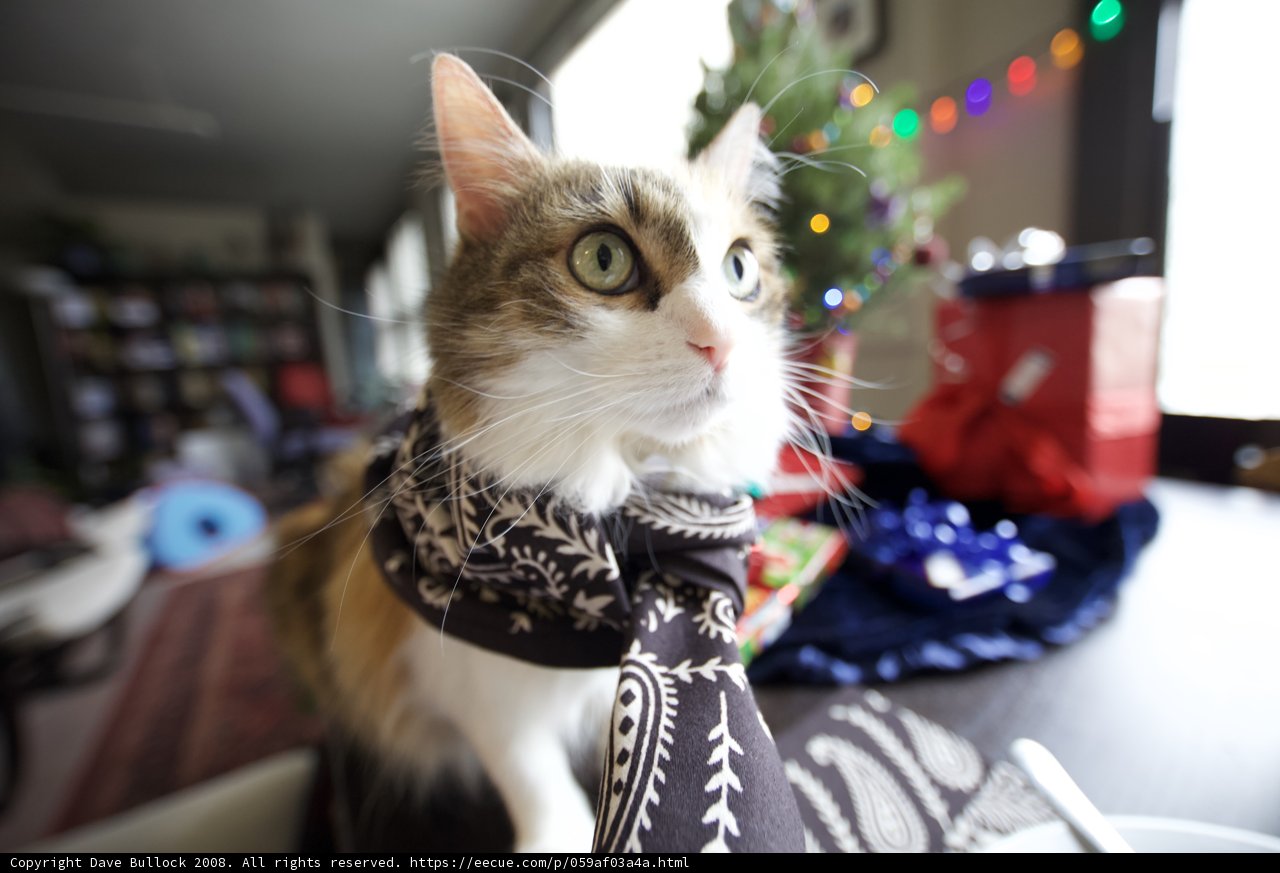 Festive Feline