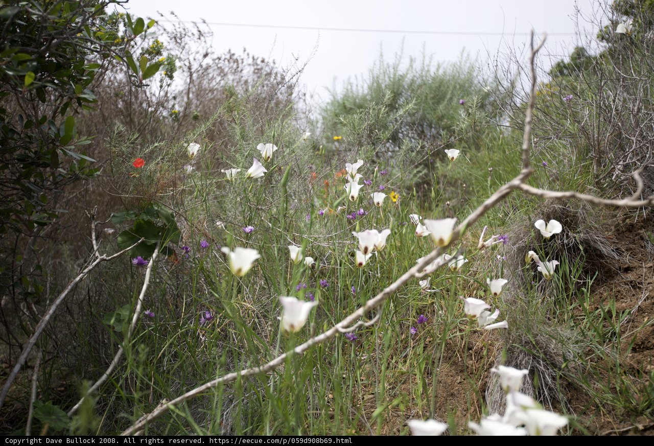 Blooming Wilderness