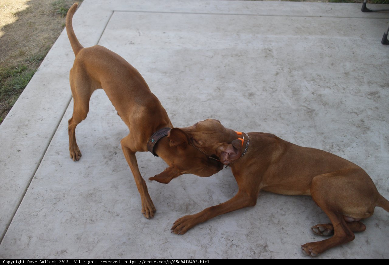 Playtime on Concrete