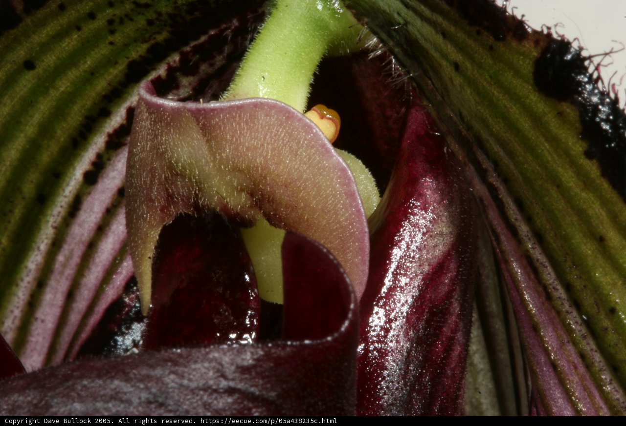 Delicate Orchid Bloom