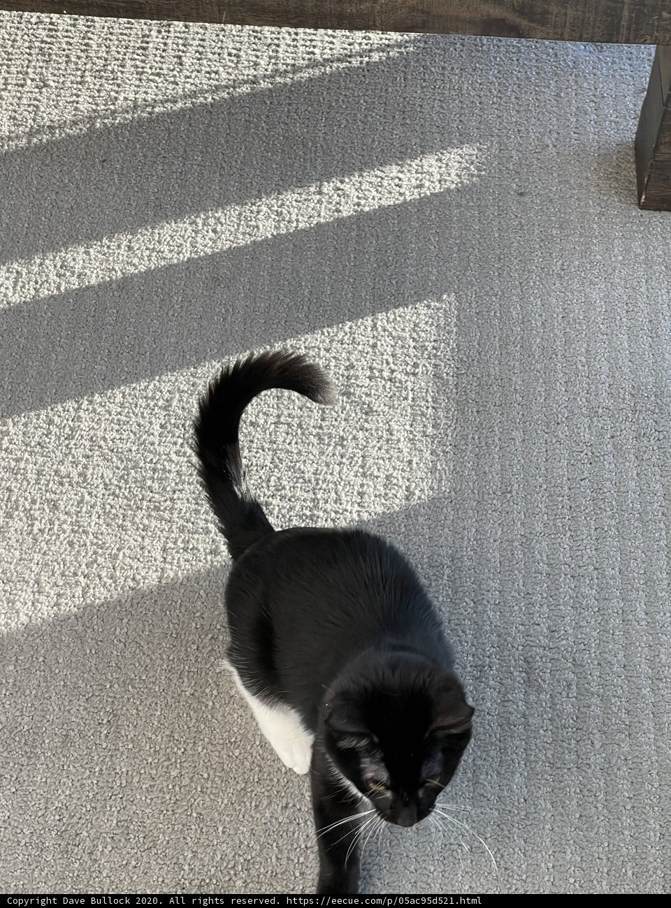 Elegant Ebony