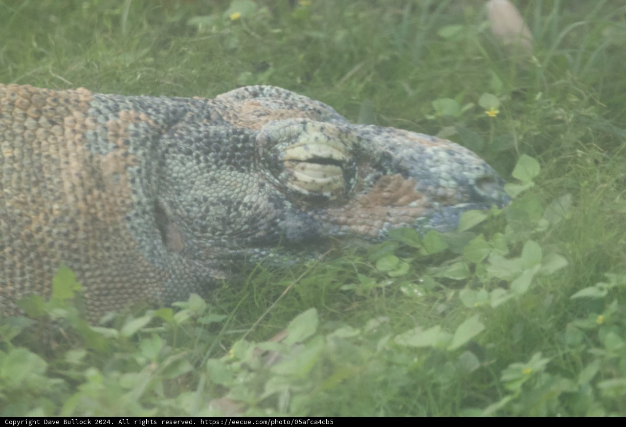 Lurking Giant: The Alligator of Honolulu Zoo
