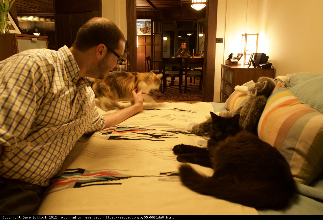 Cozy Living Room with Feline Companions