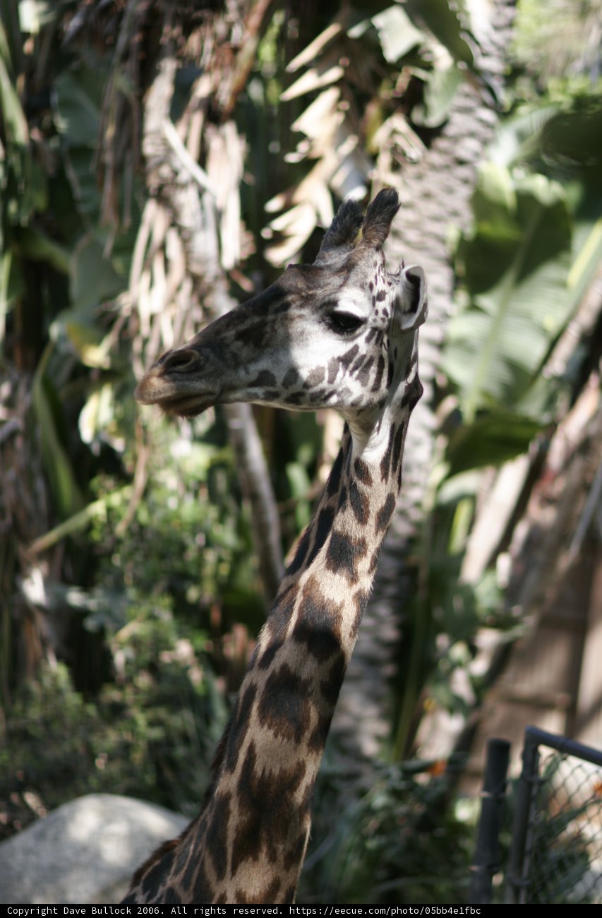 Majestic Giraffe