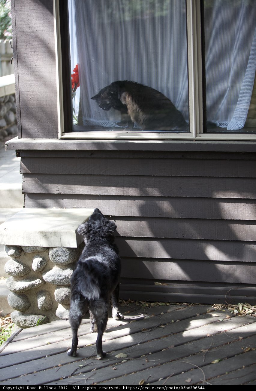 Canine Curiosity