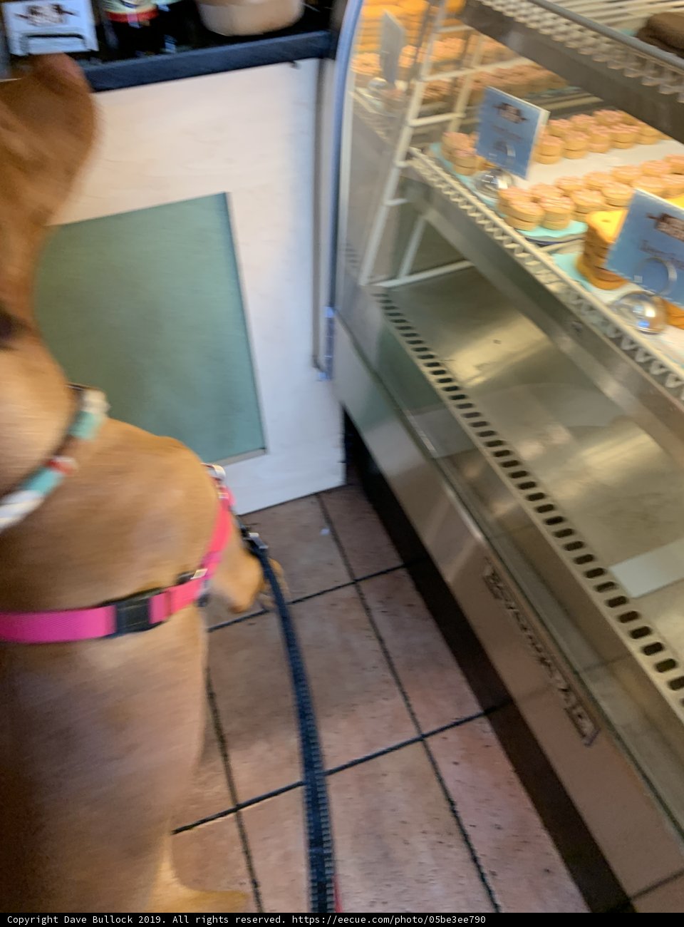 Canine Snacks at the Pasadena Bakery