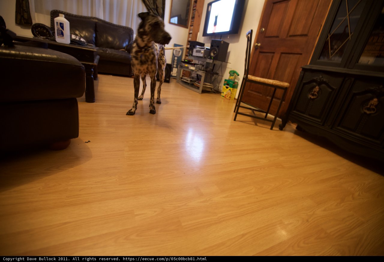 The Pooch in the Living Room