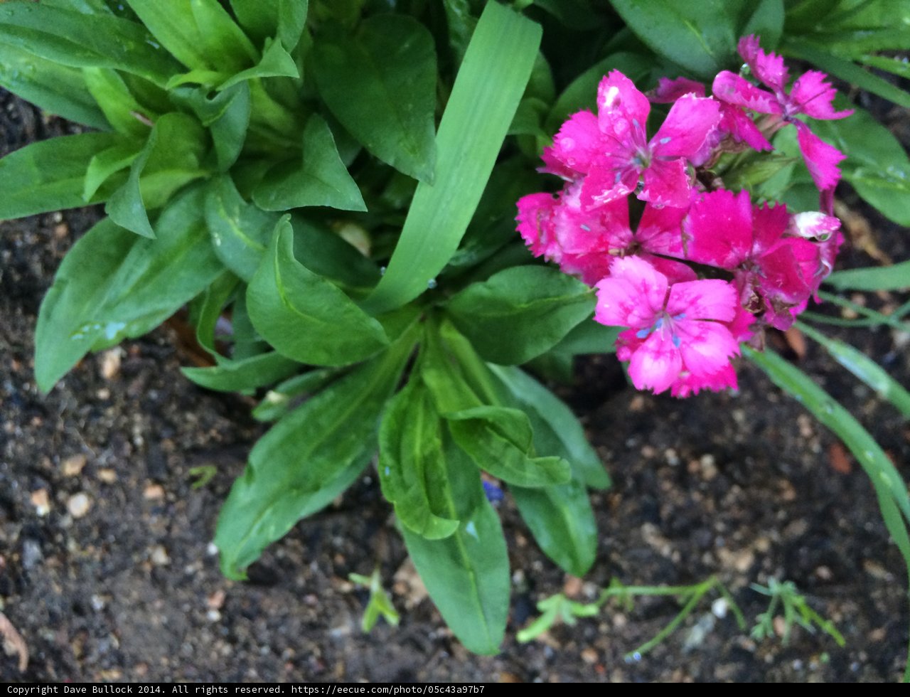 Pretty in Pink Geranium Blossom