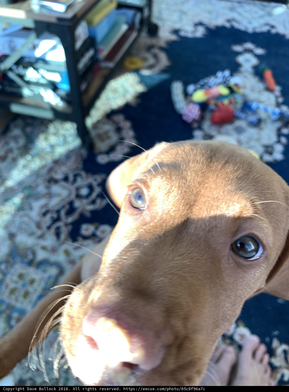 The Hound's Gaze