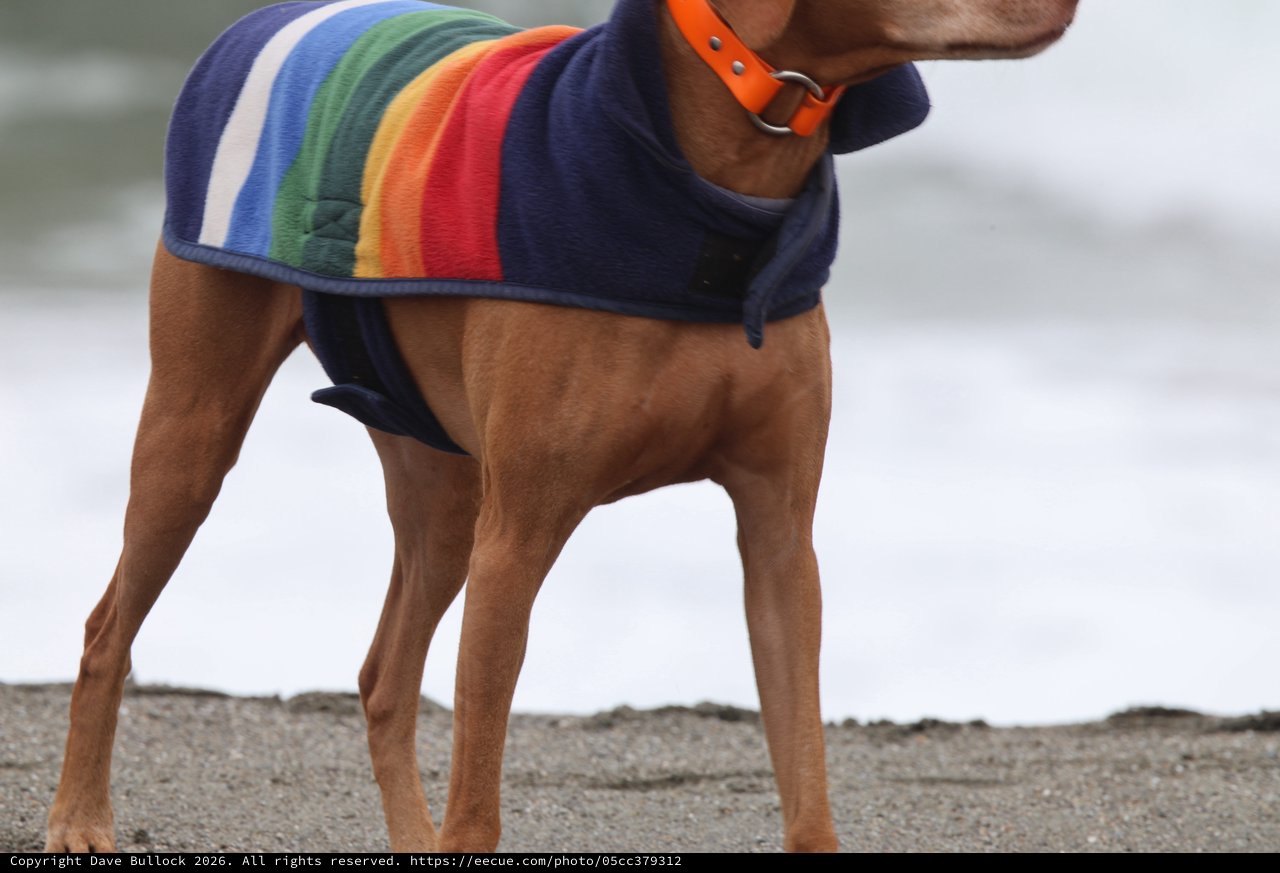 Rainbow-Coated Vizsla Stands Proud on Foggy Beach