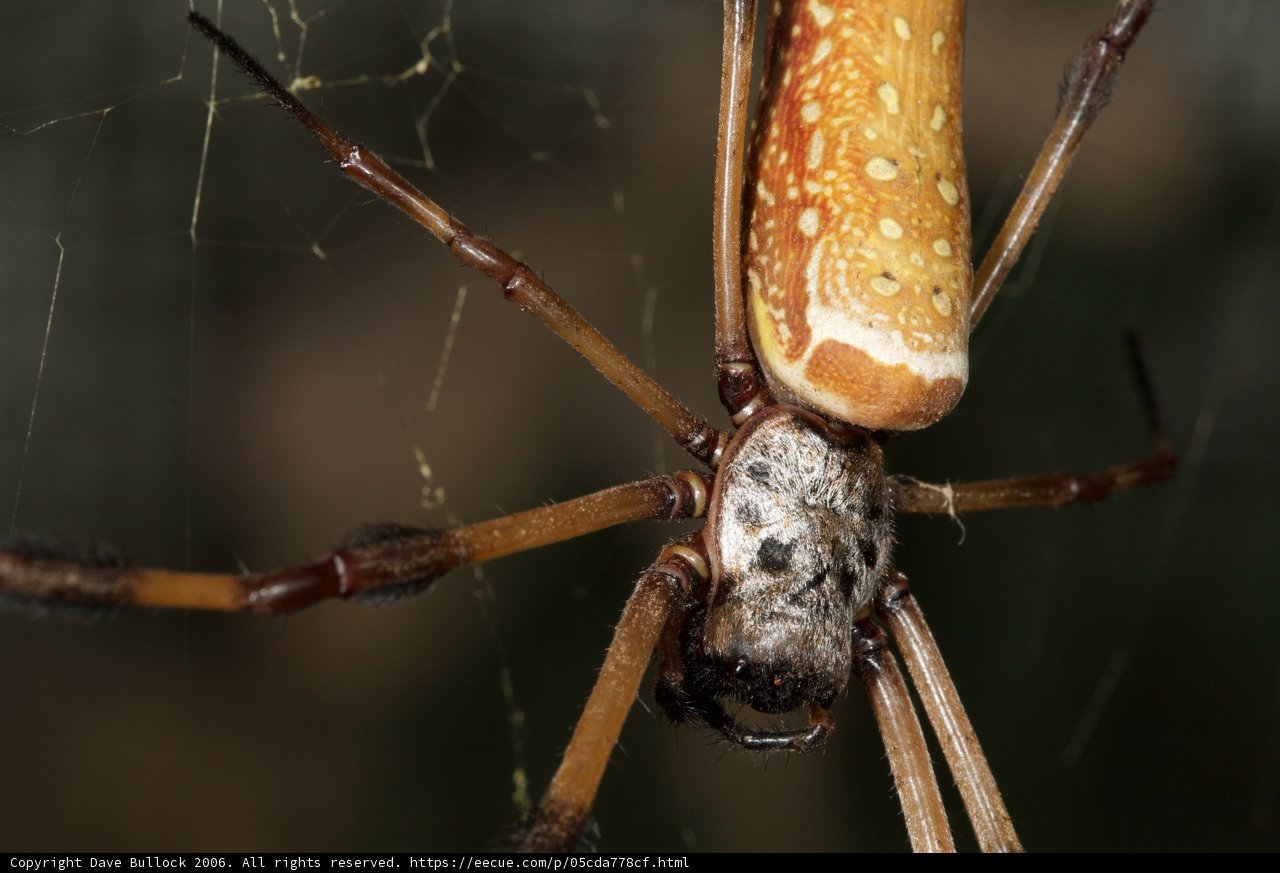 Garden Spider with Long, Thin Body and Tail