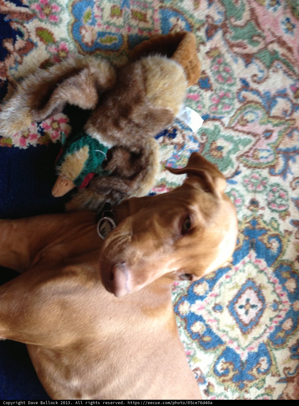 Lazy Days with our Furry Friends
