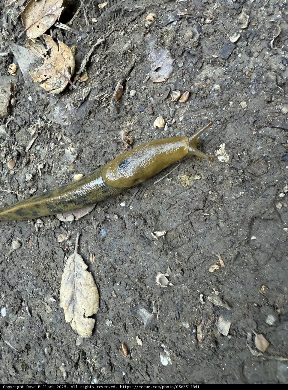 Exploring the Underbrush