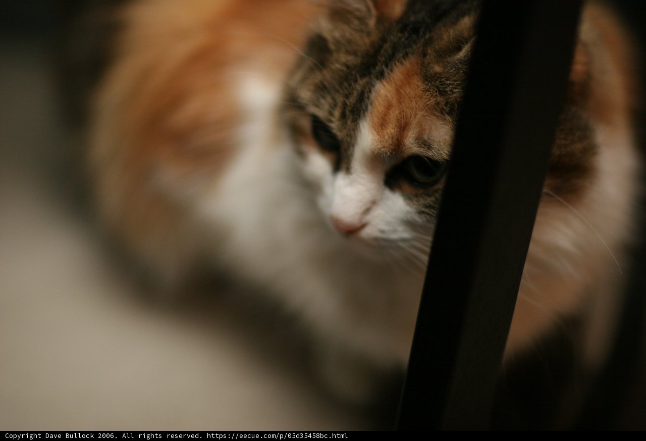 Feline Focus