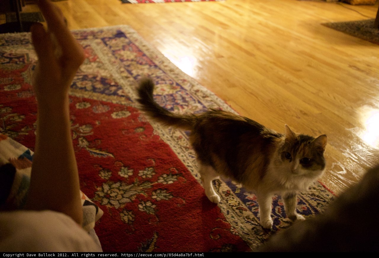 Purrfect Addition to the Living Room