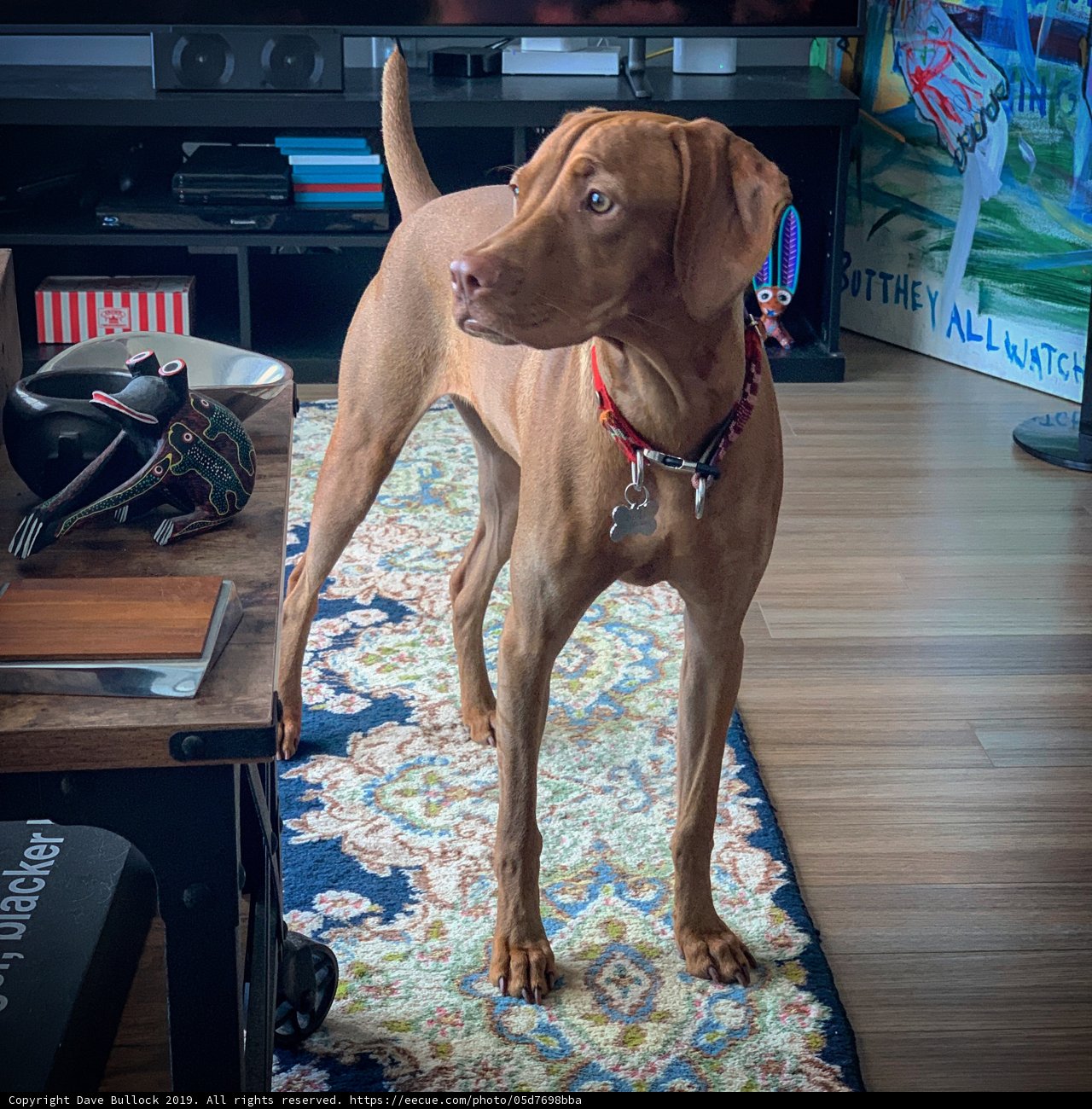 Man's Best Friend on a Hardwood Floor