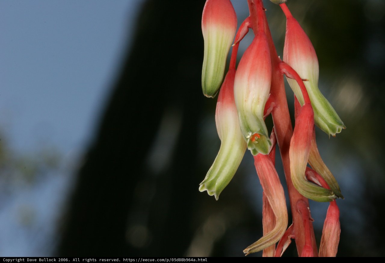 Red and Green Flower Blooms in 2006