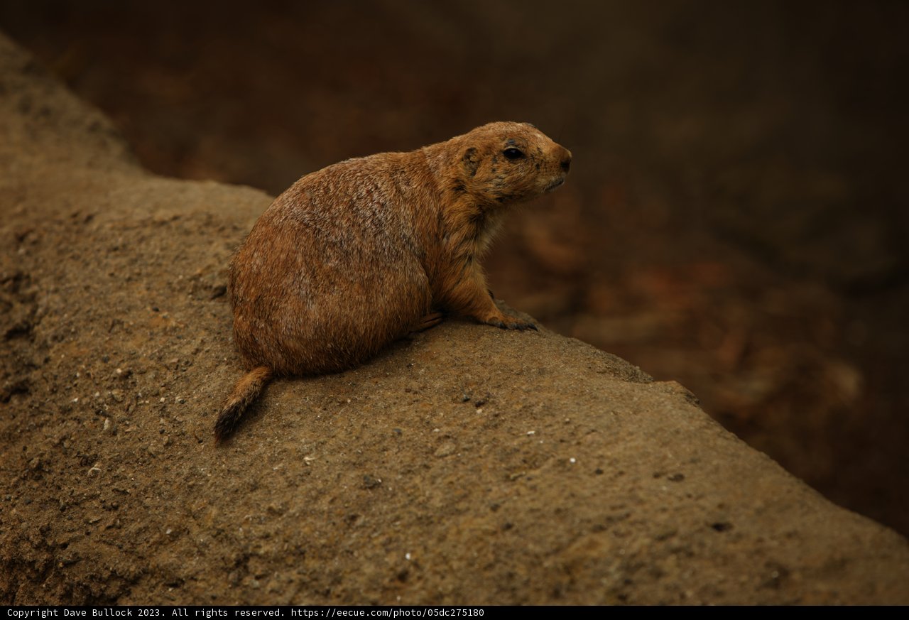 Intriguing Wildlife at San Francisco Zoo