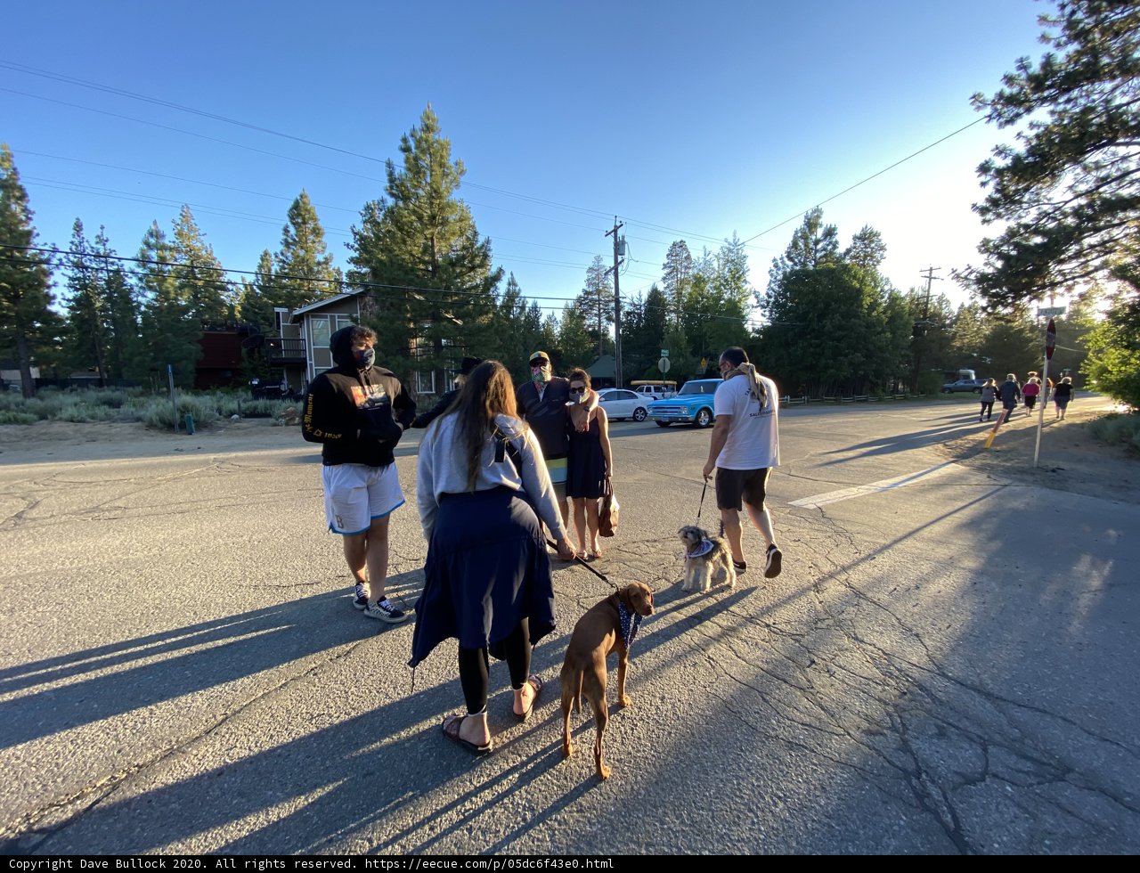 A Leisurely Stroll with Furry Friends