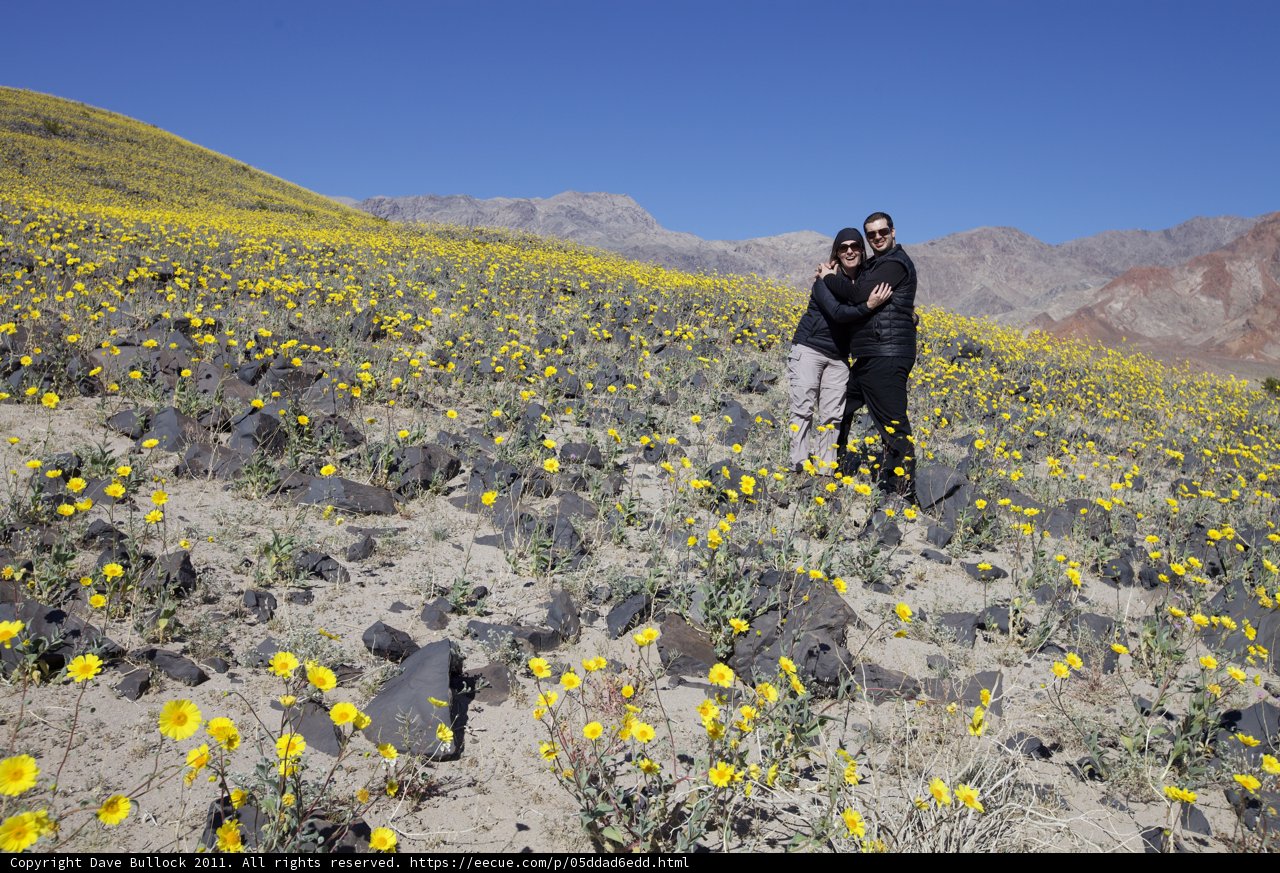 Among the Flowers