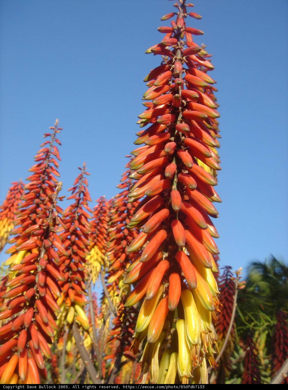 Vibrant Blooms Against a Blue Sky