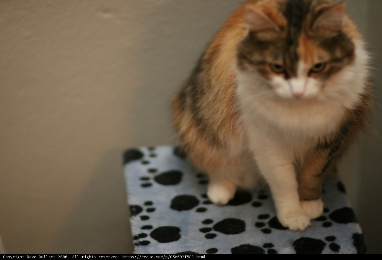 Calico Comfort