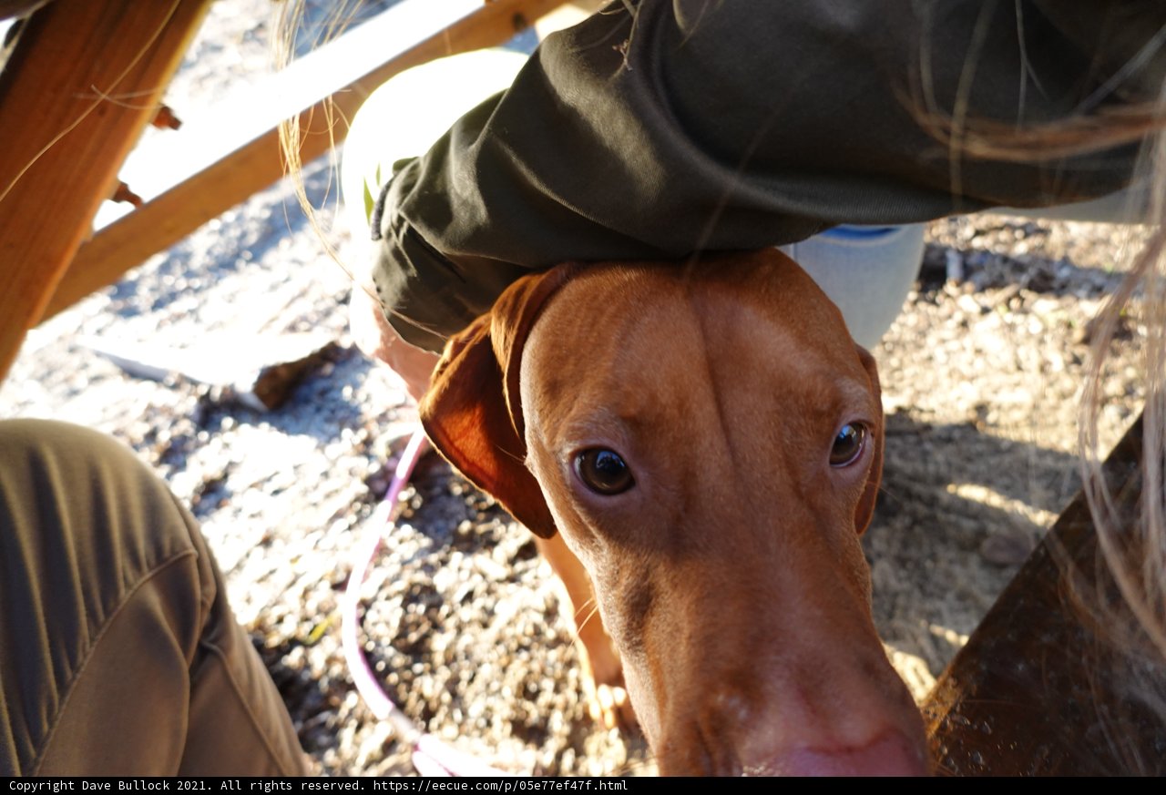 A Man and his Hound Enjoying the Outdoors