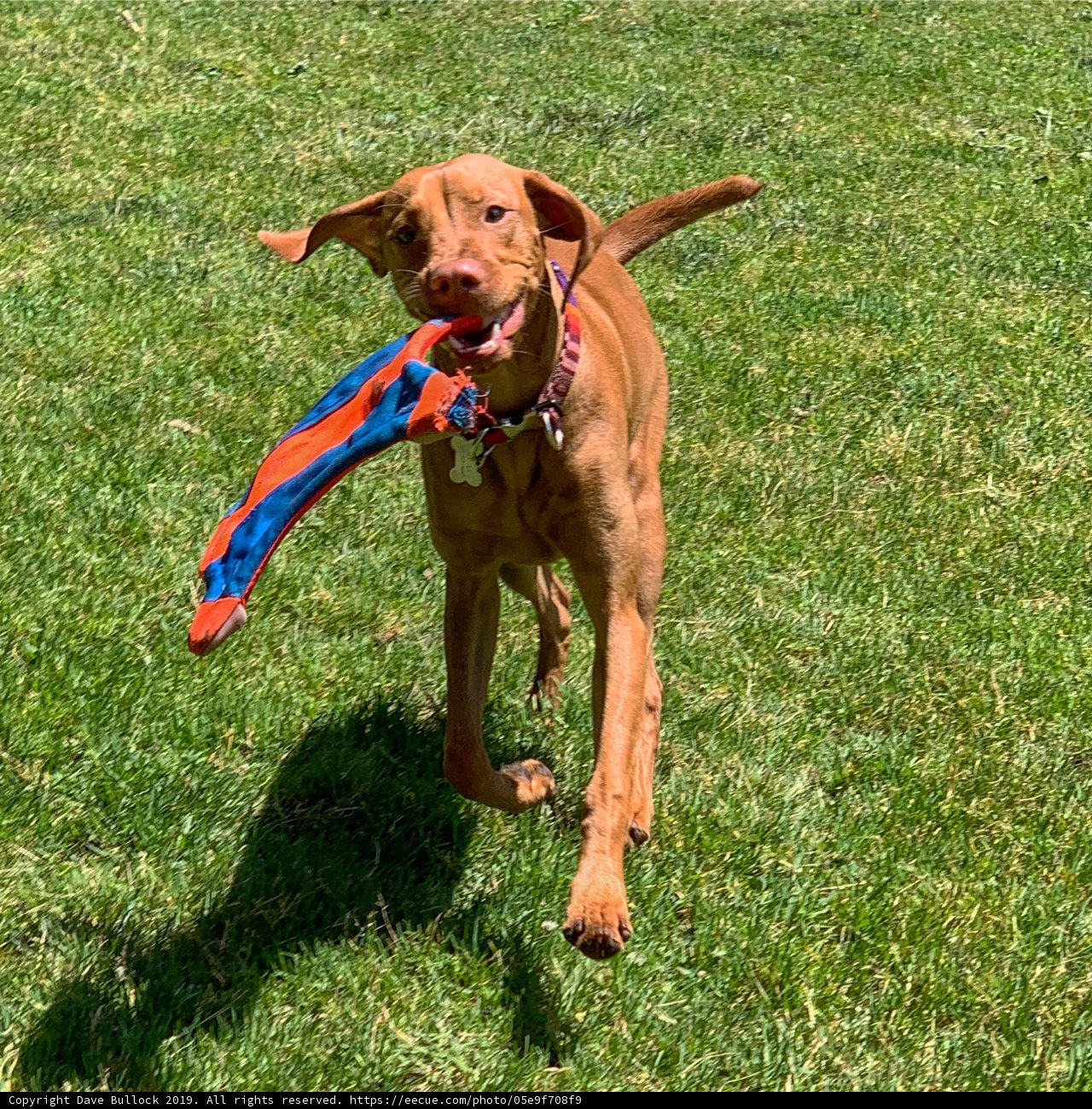 Playing fetch at Pine Lake Park