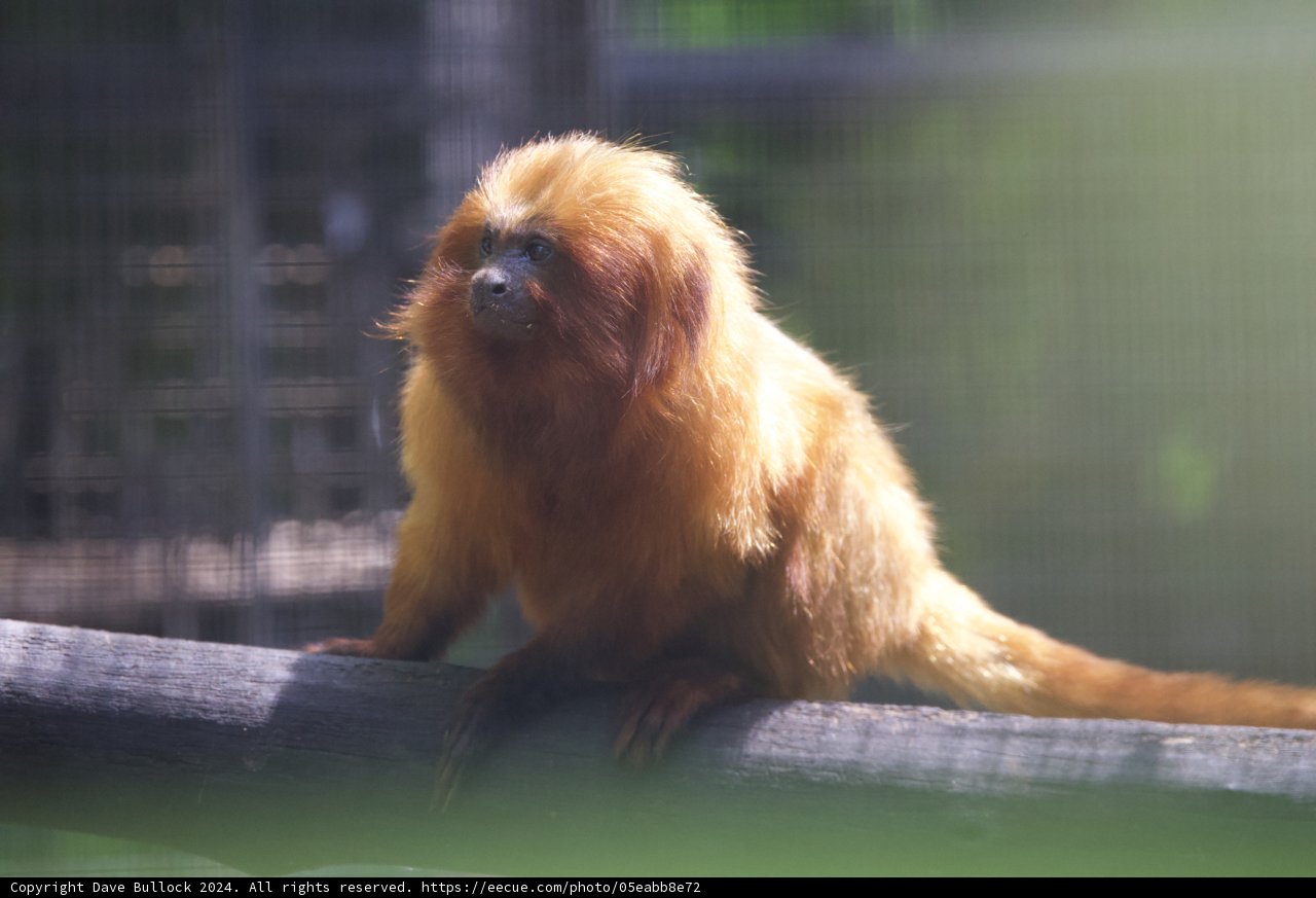 A Majestic Moment at Honolulu Zoo